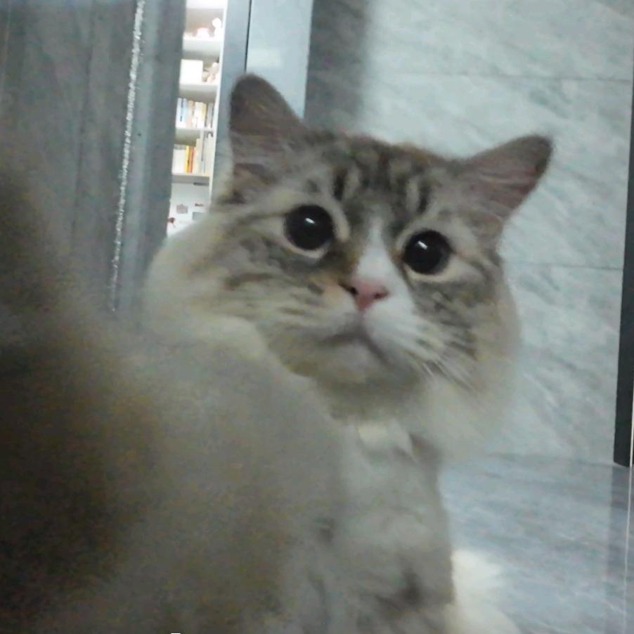 一只高冷的猫