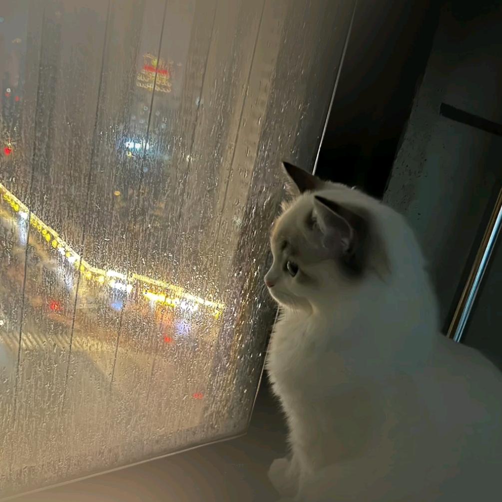 86541