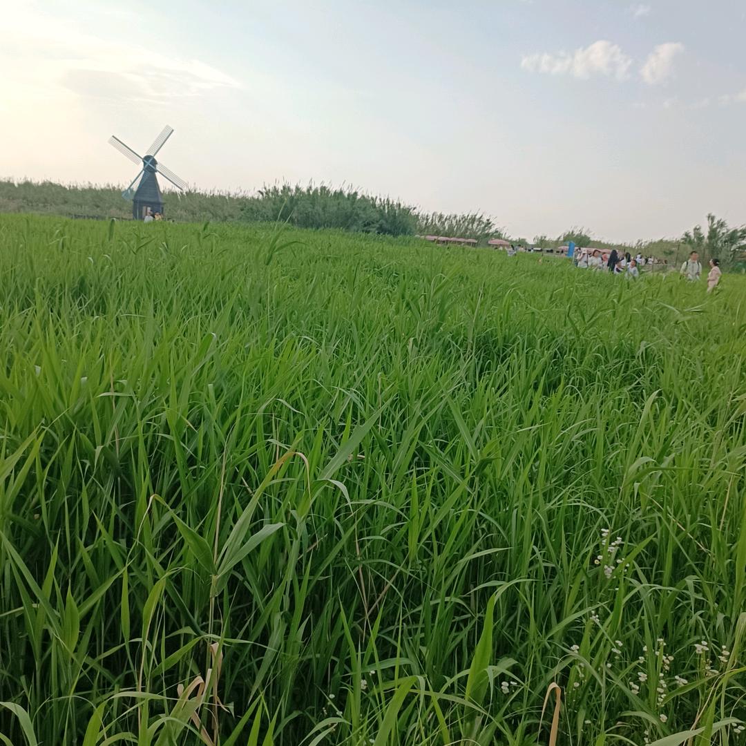 吴大姐