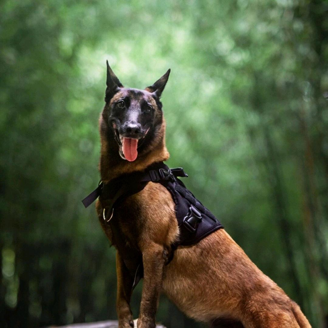 重生之我卖马犬