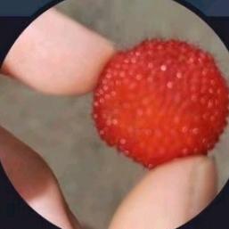 ANJIR