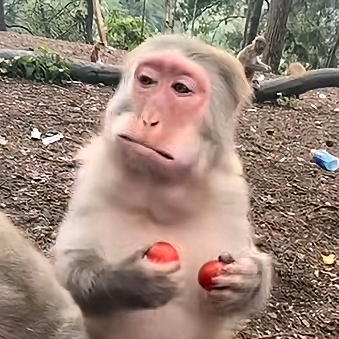 花果山在逃猴王