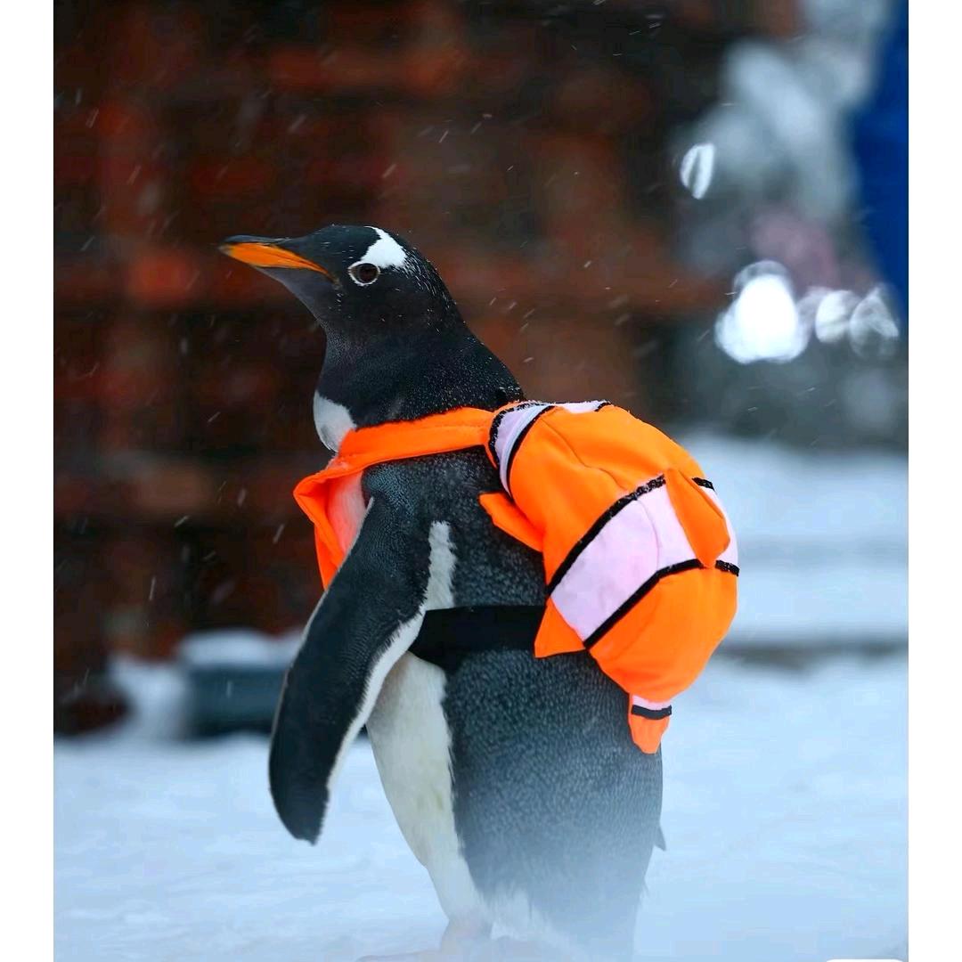 哈尔滨淘淘🐧(十一预售）