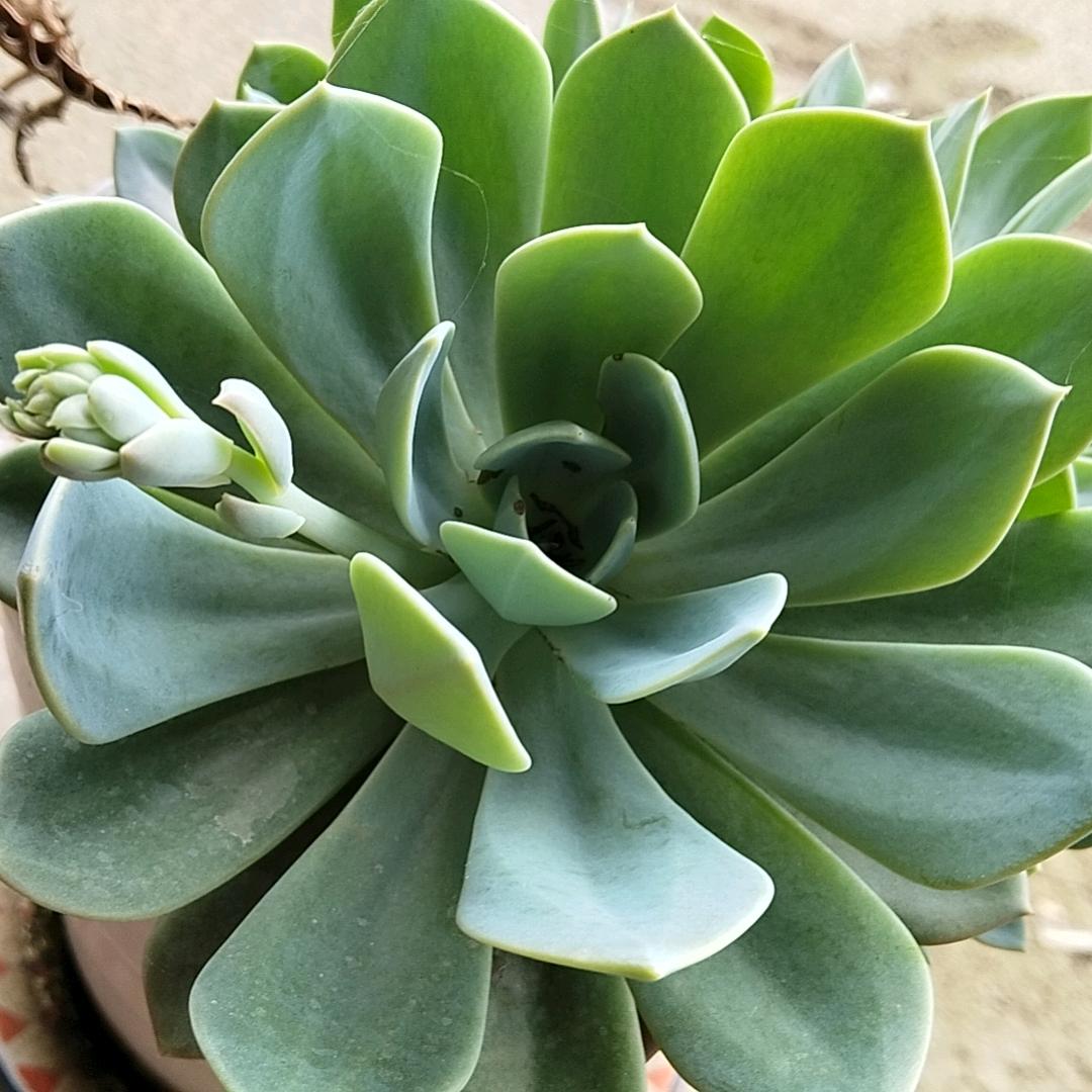 叶夫人 手工女鞋