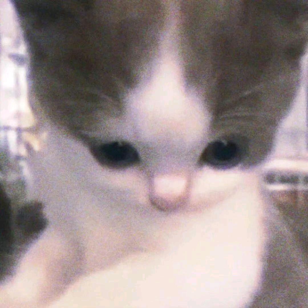 番茄吵蛋🧸