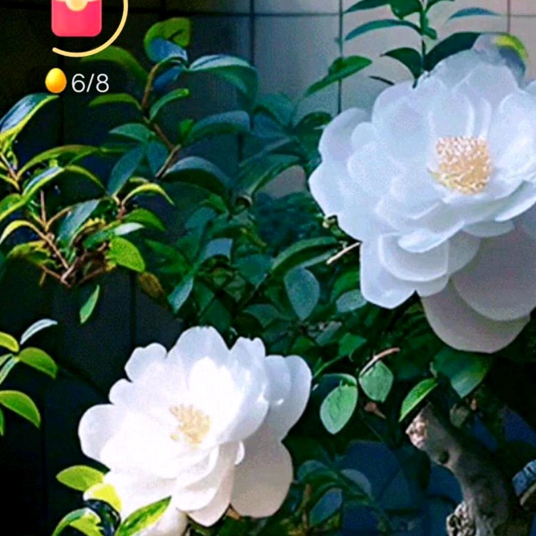 晓华