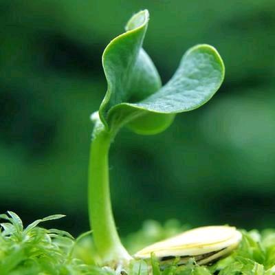 ℋ只吃🌙红烧狮子头🍒࿐