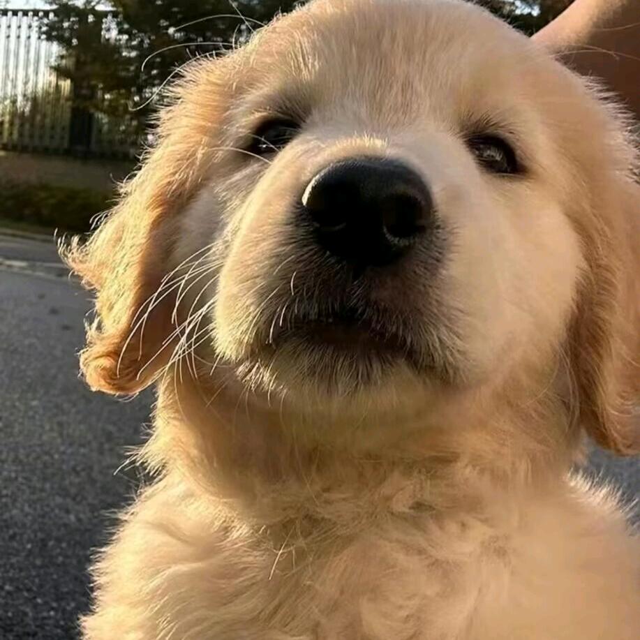 自制狗饭（接预定）