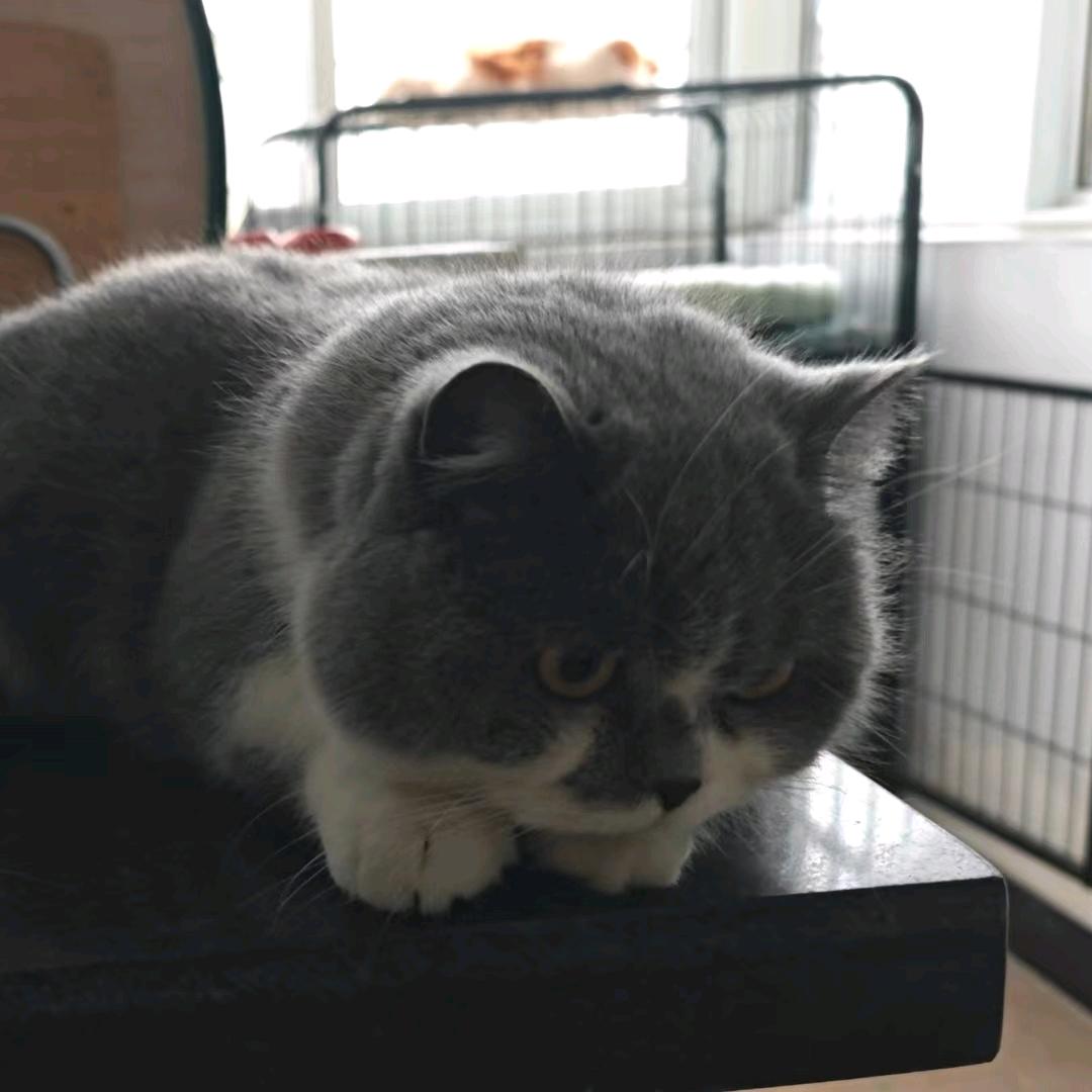 不会长胖 会暴富暴美