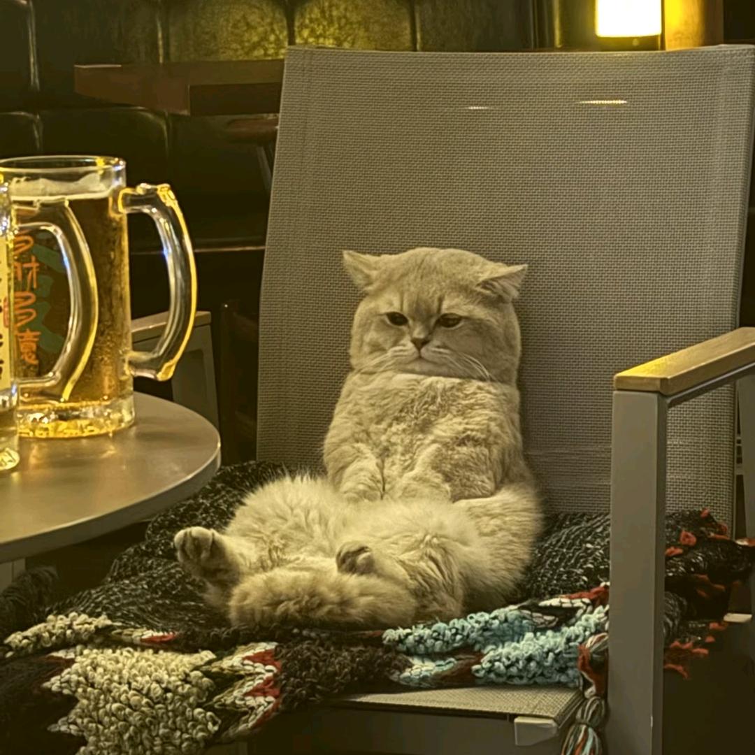 悲伤猫猫头