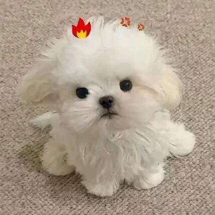 吃一口火鸡面