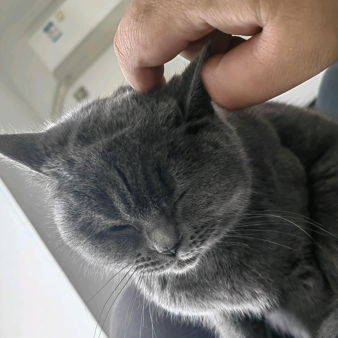 清河