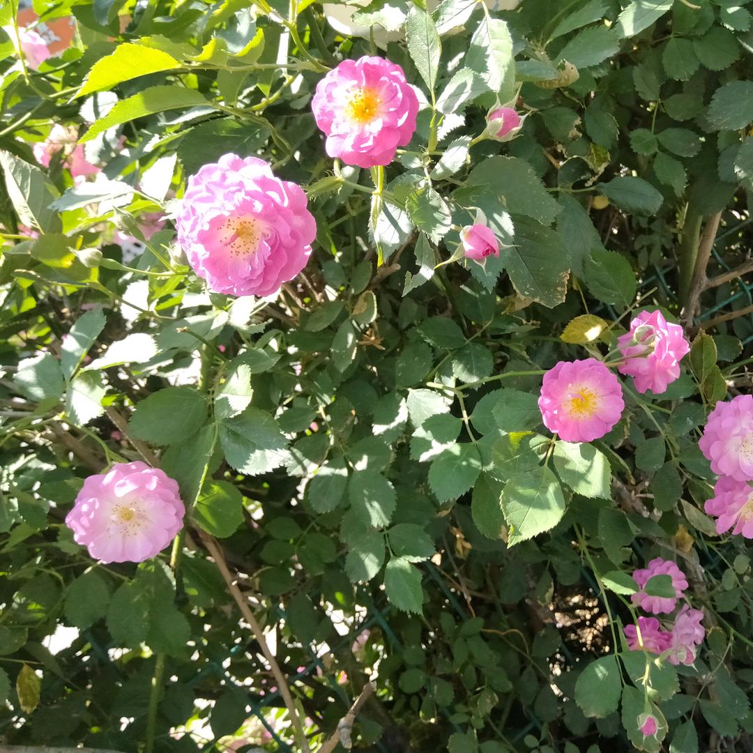 ☀喜气洋洋✨