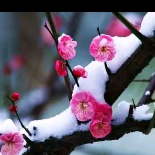 云朵💐