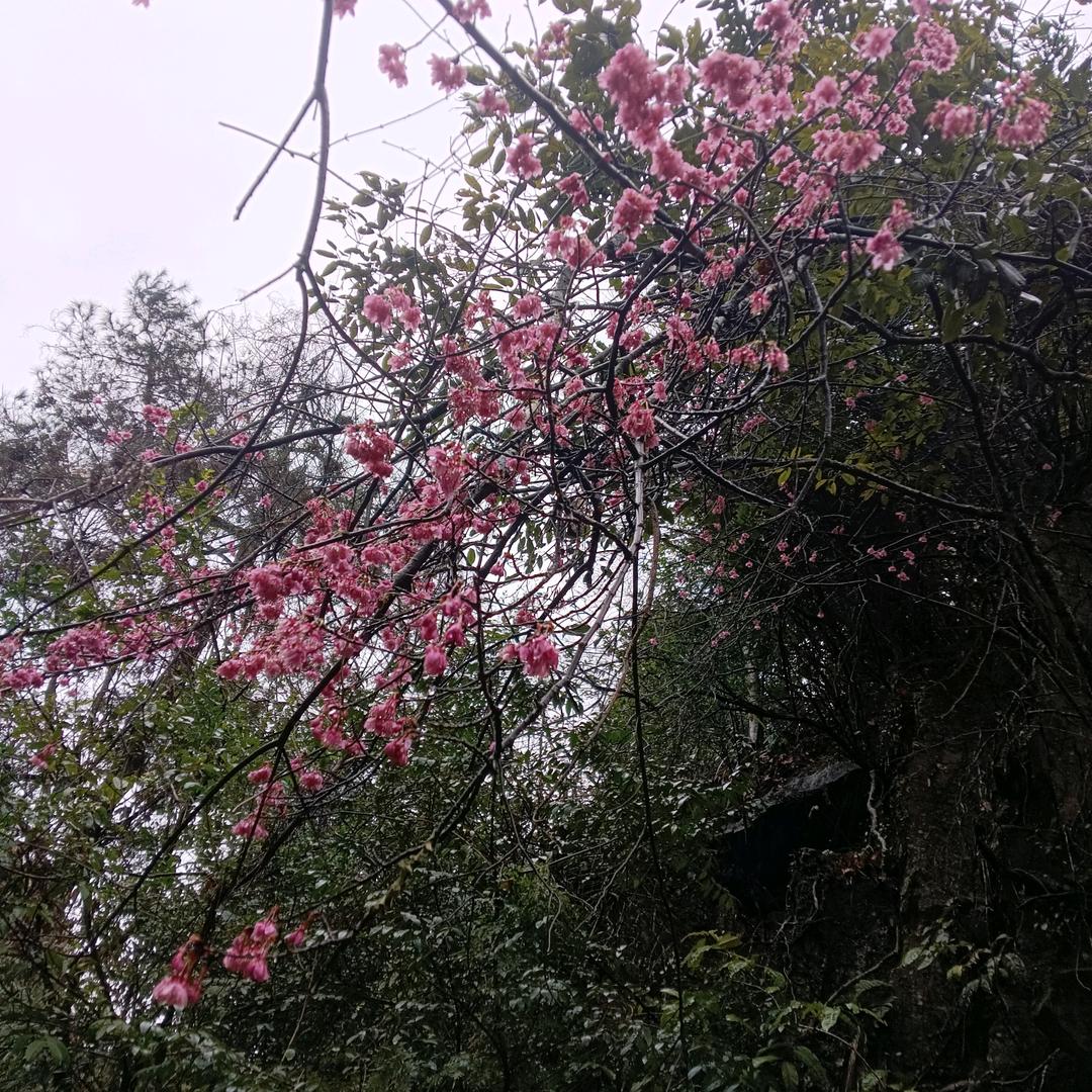一网情深