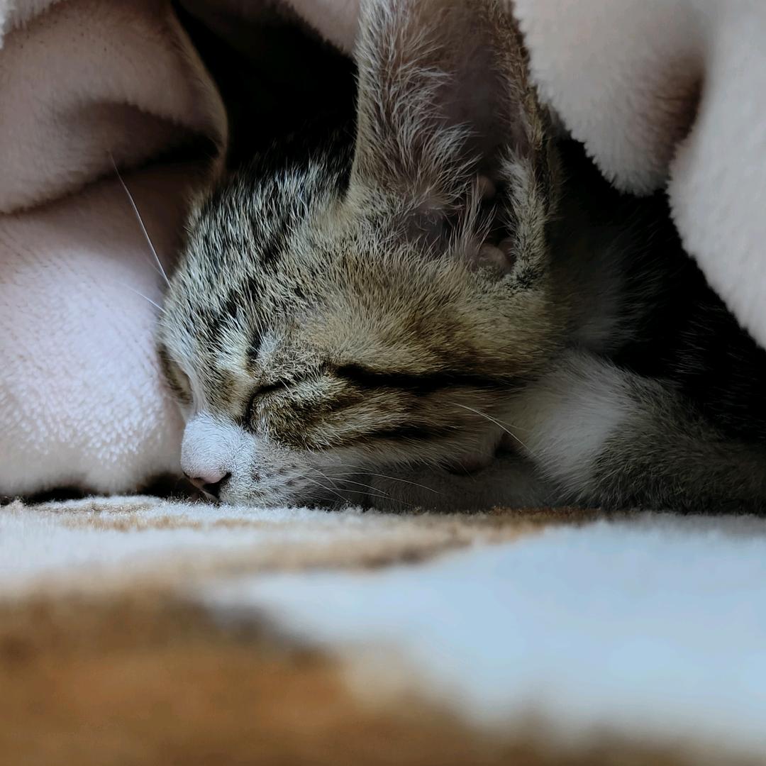 阿猪