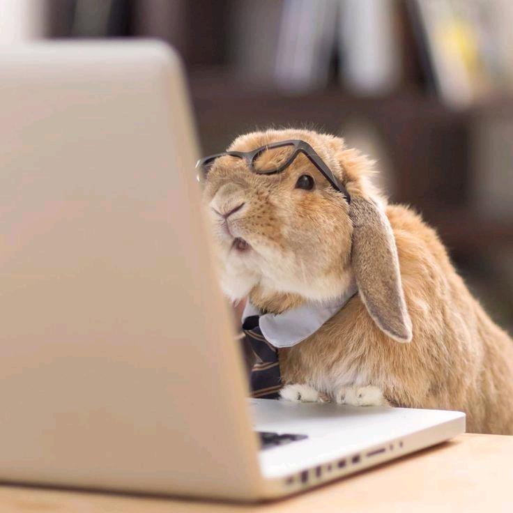 兔兔一抓一蹦跶🥕🐇¹¹²⁶♐