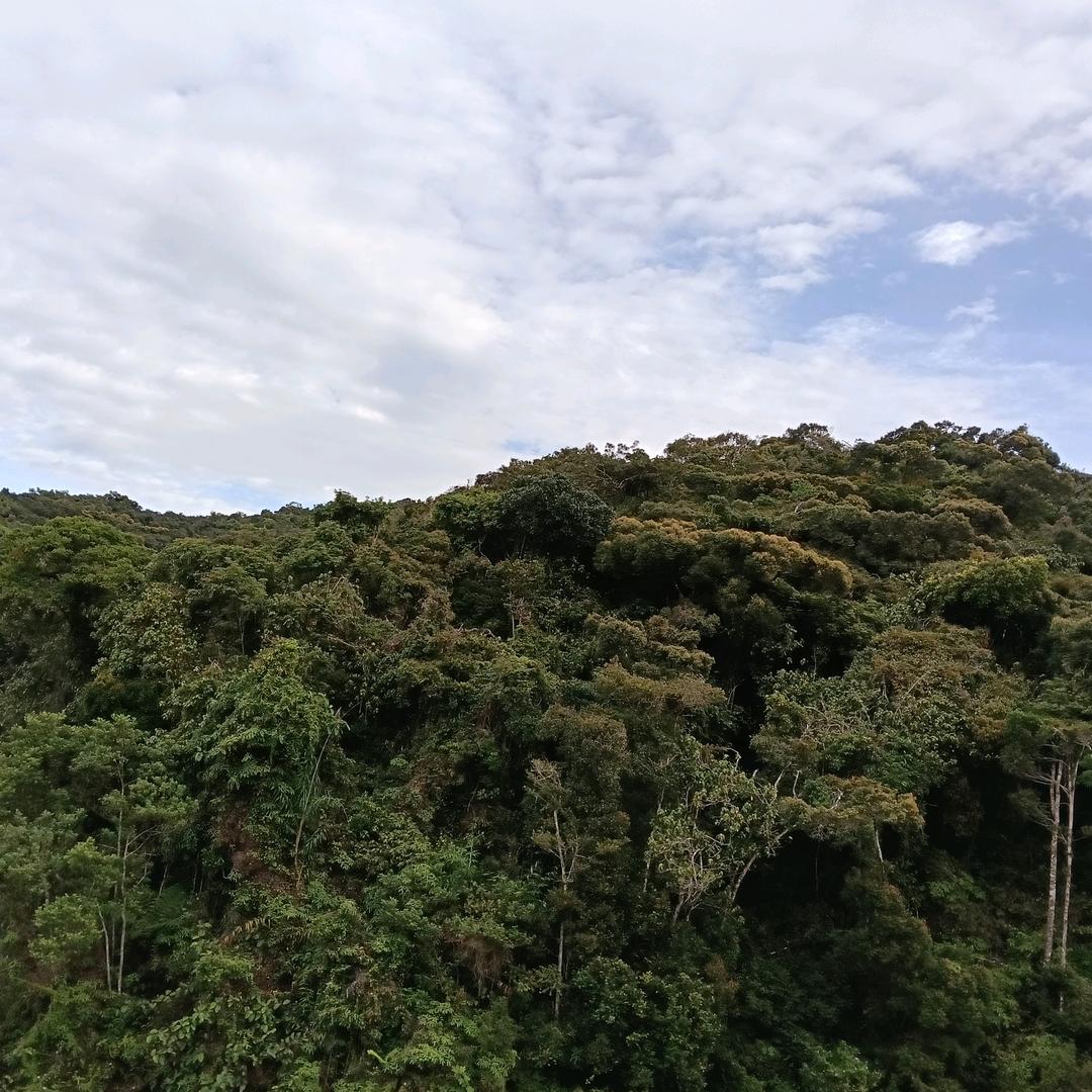 恬恬🍀「柠檬草」🍀
