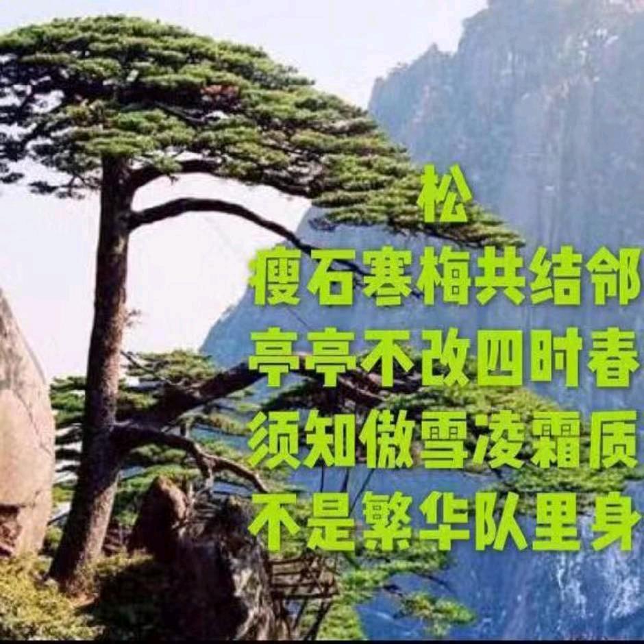 南山松