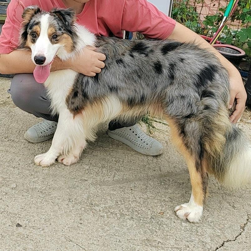 多多是只三色边牧