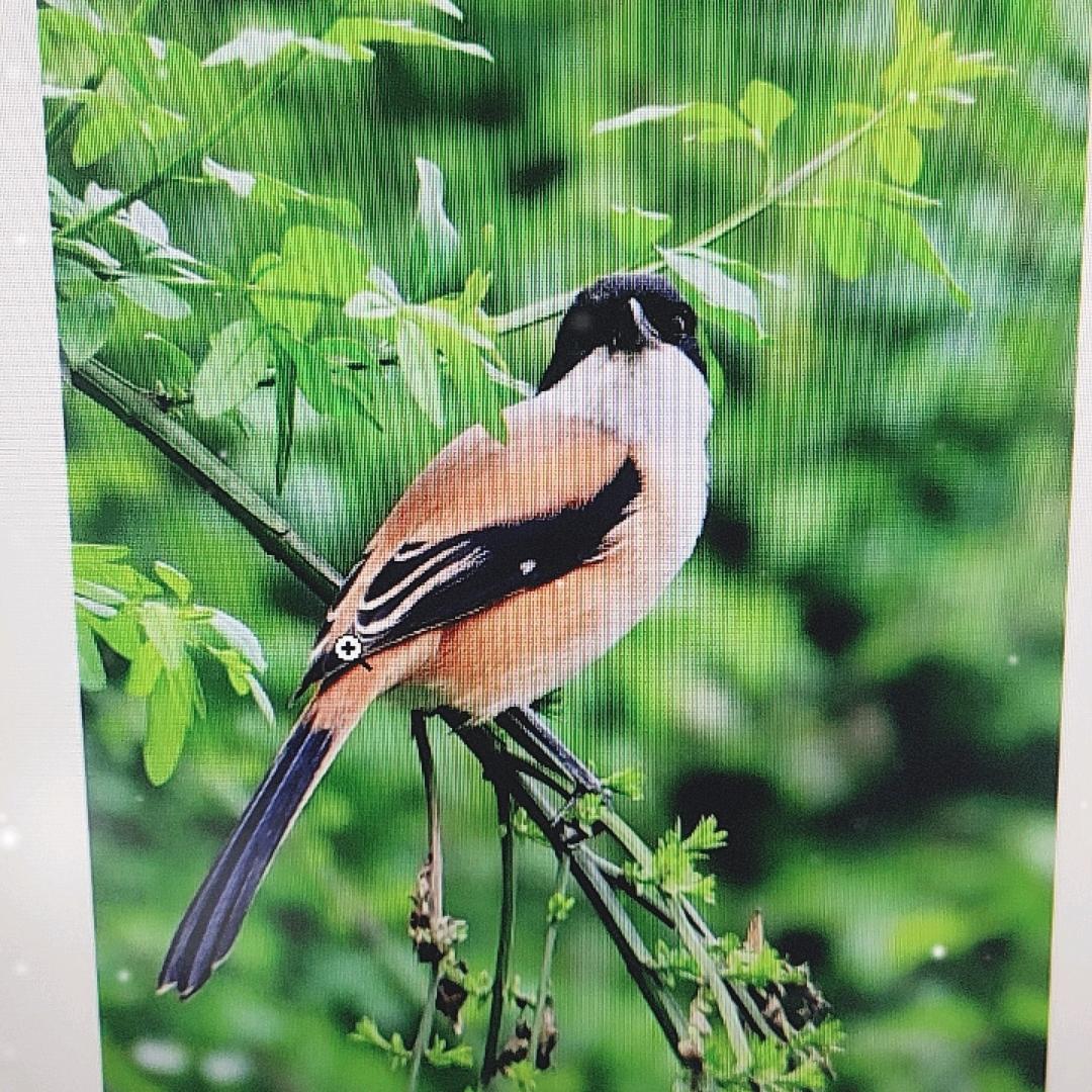 容声冰箱特价直播间