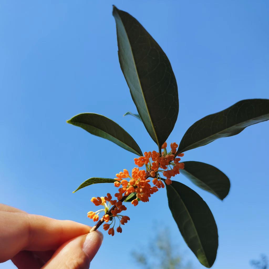 代号拾柒