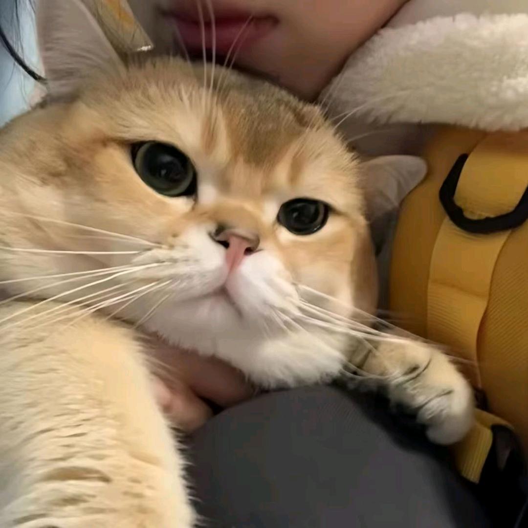 小肥