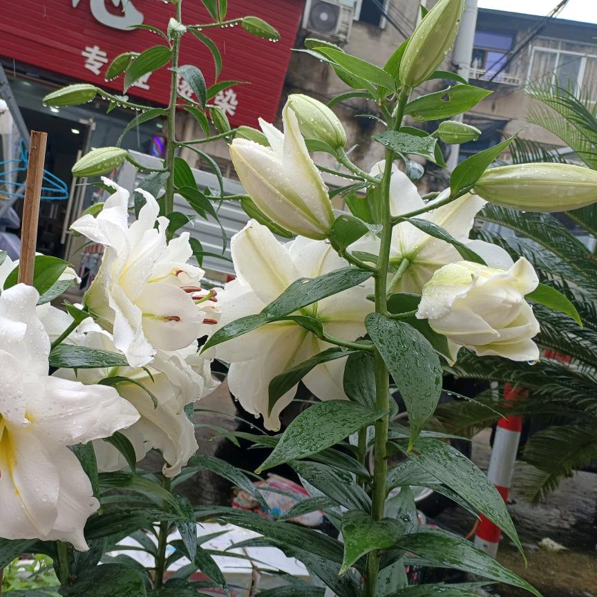 💓可乐🍓加冰