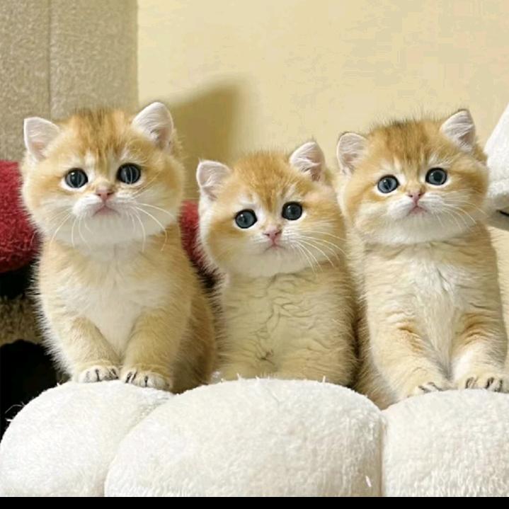 喵萌猫