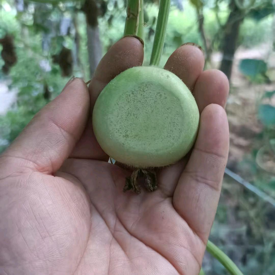 诚信工艺葫芦小店