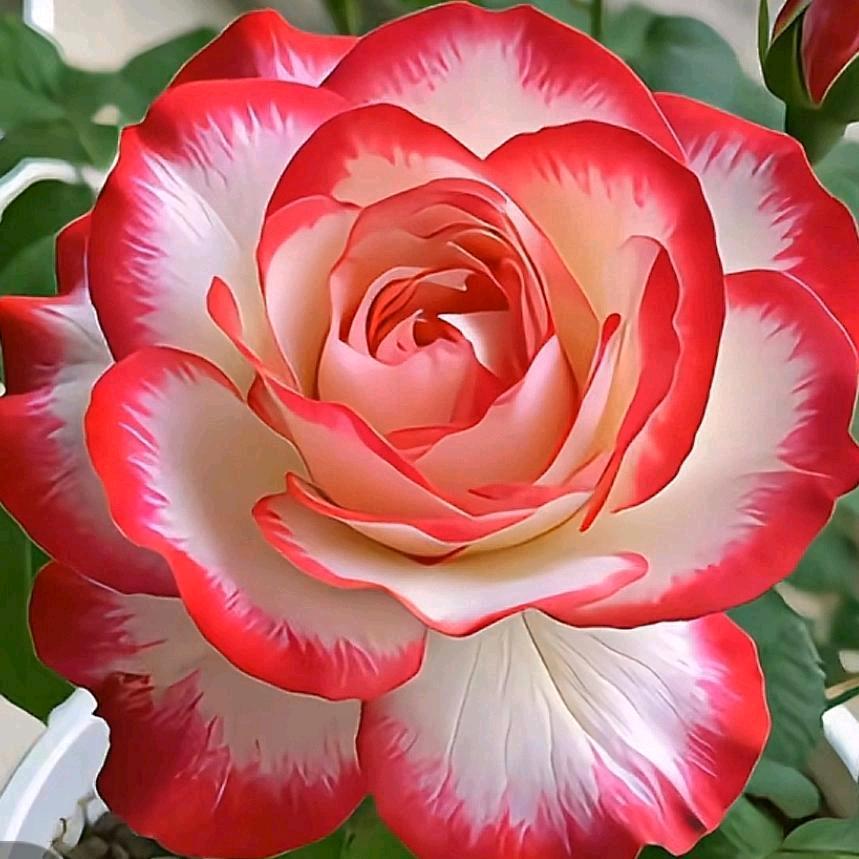 🦋ꦿ໊松涛᭄🕊阵阵᭄ꦿᩚ٭