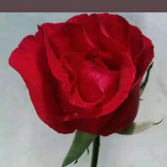 幸福一生a