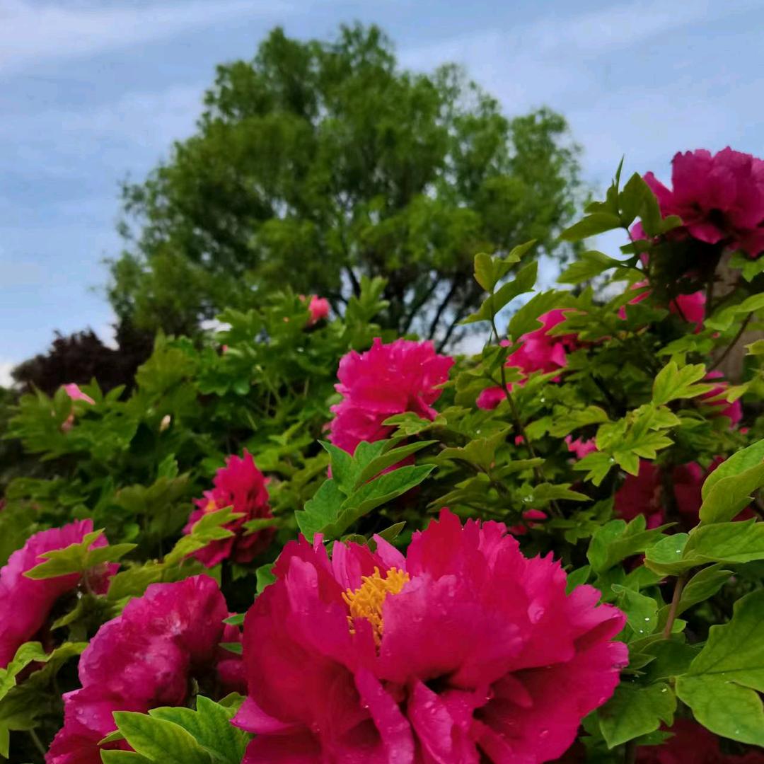 栀子花