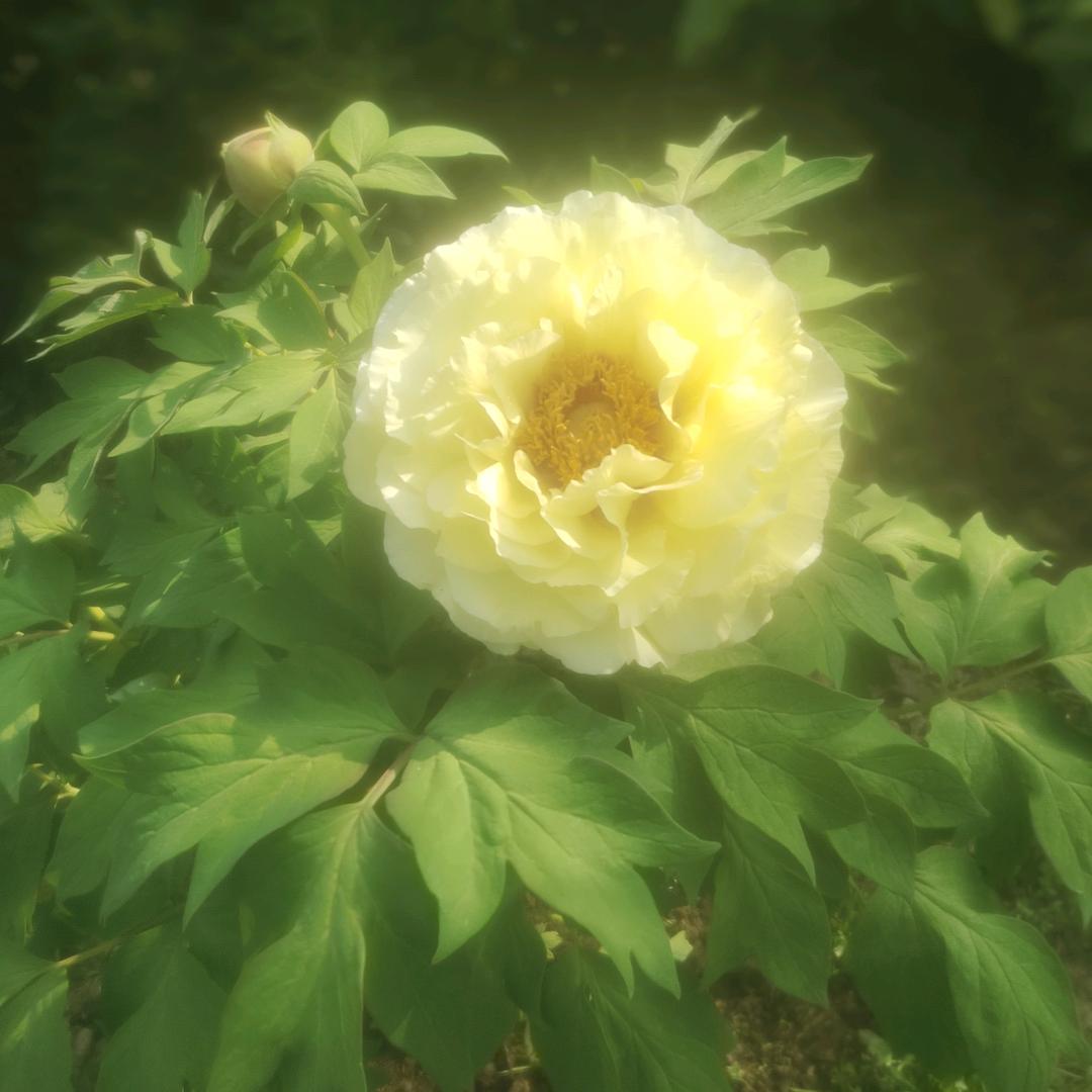 豆豆