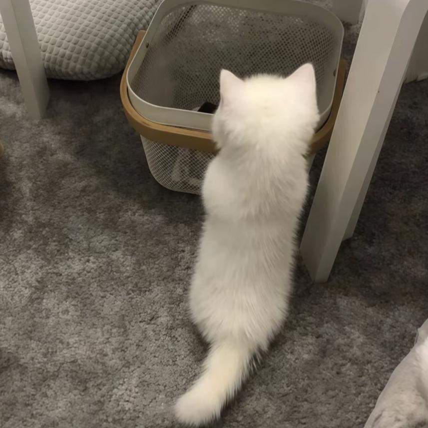 小麻
