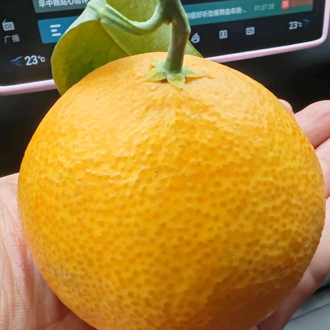 小鱼