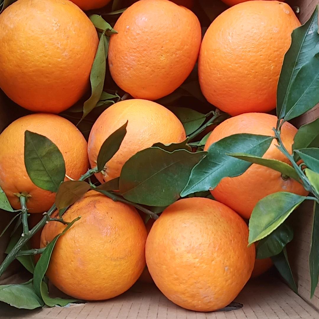 🍊奉节🍊脐橙🍊王海林🍊