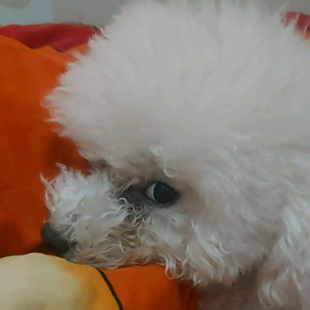 聂正鑫