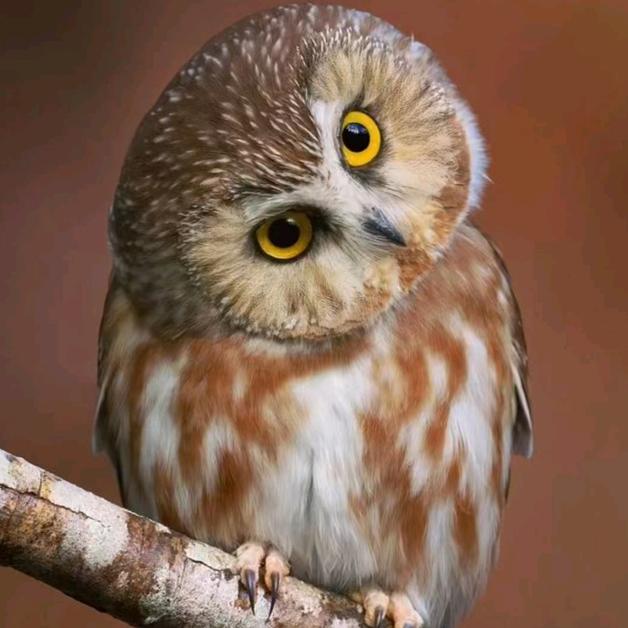 miss程❤️鲁R（拒私聊）