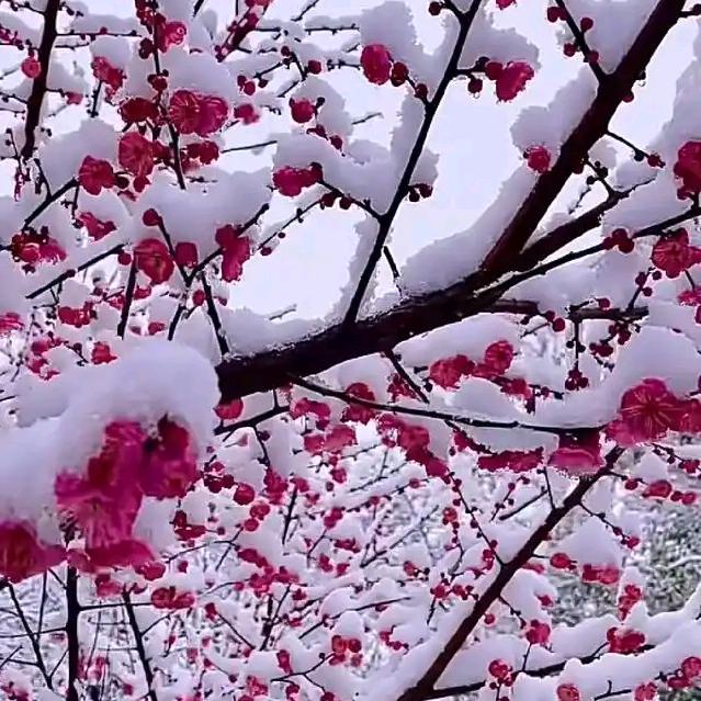 踏☆雪寻挴