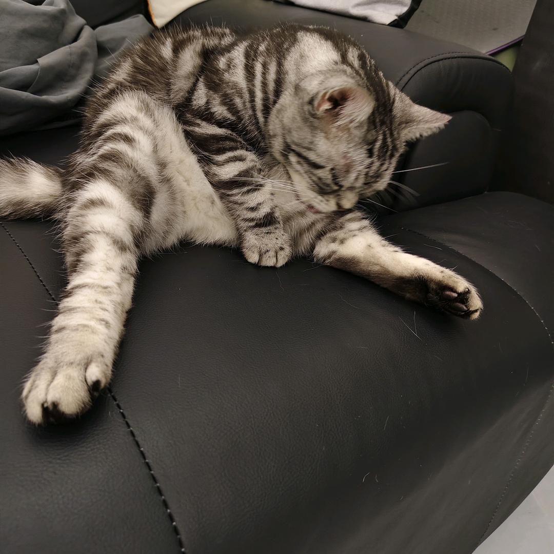 肥仔日记