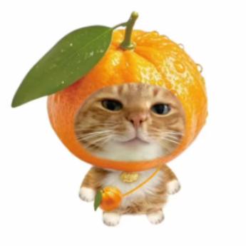 橘子猫
