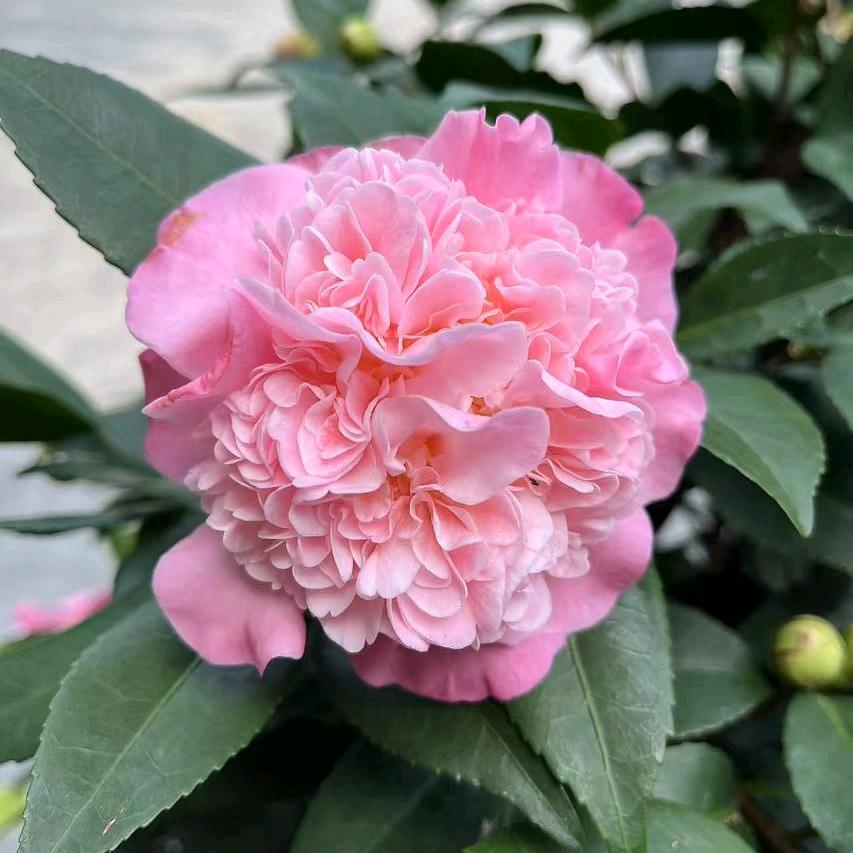 花朵朵