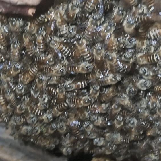 松江区有蜜蜂需要驱赶的可以联系我收