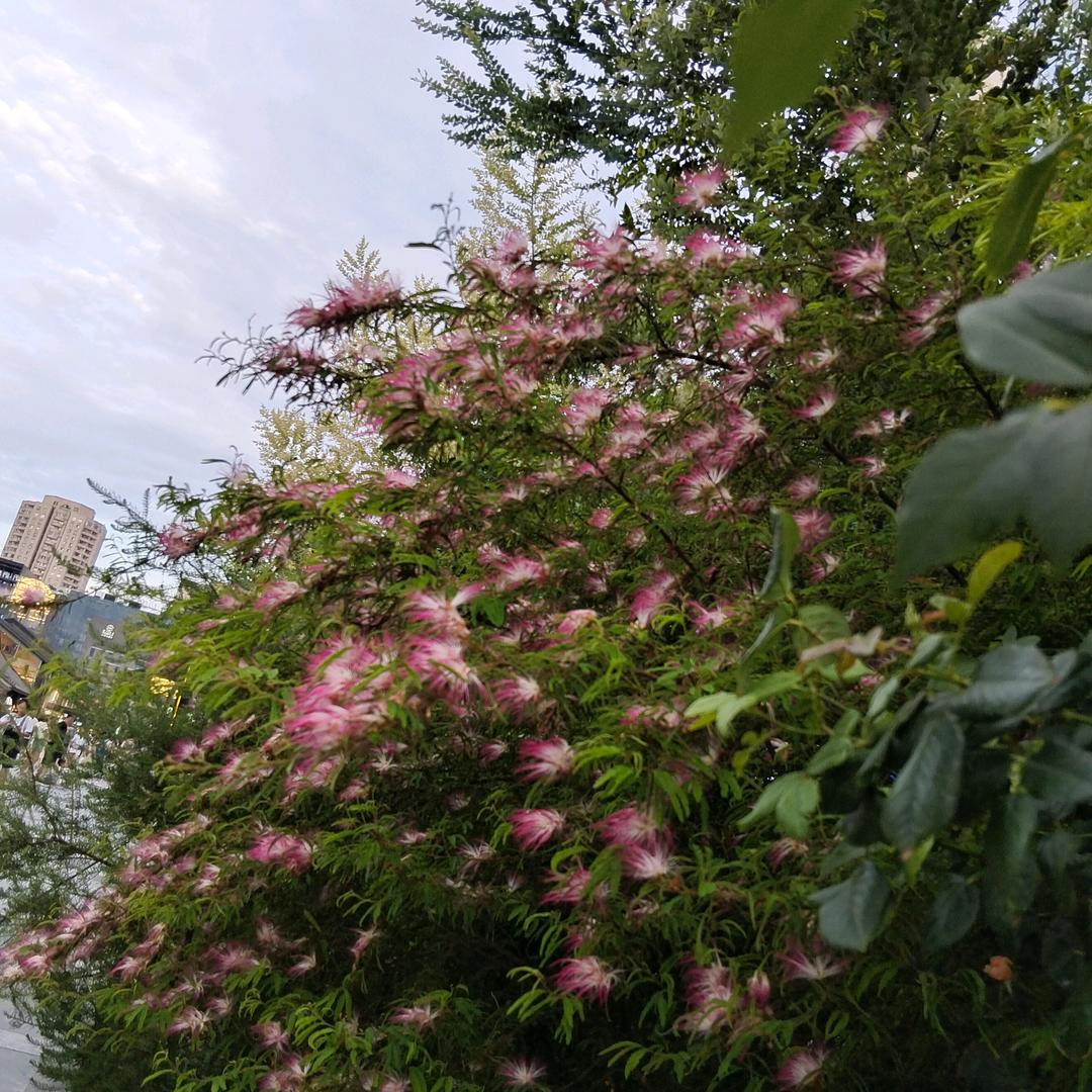 指尖短剧