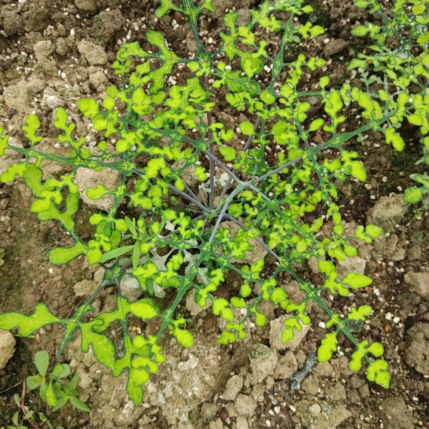 雪花西番莲块根