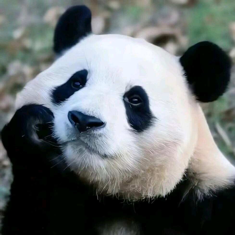 ღ冰寶吖ღ⁸⁰¹