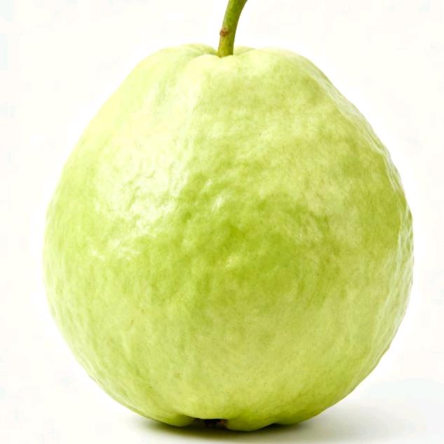蒲公英.