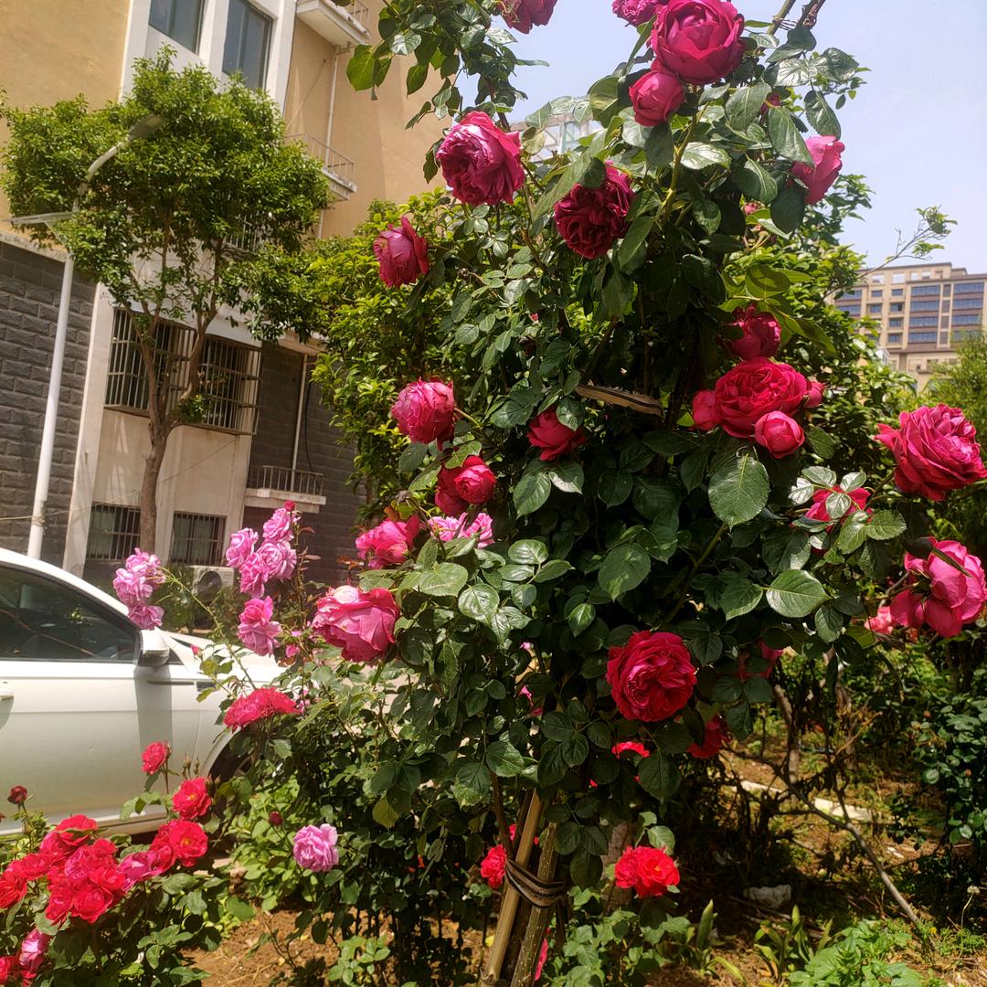 花开了