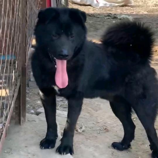 黑色太行犬繁殖基地～天佑